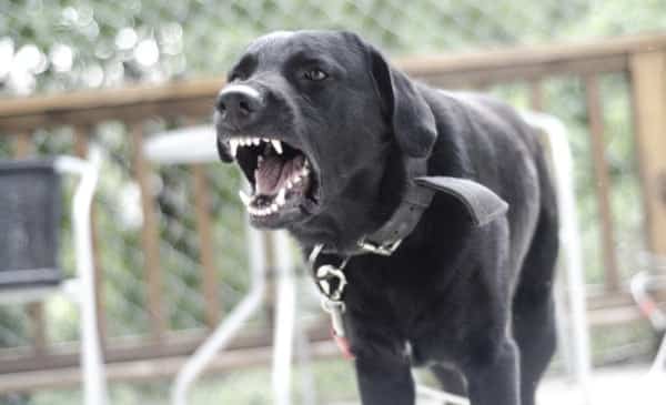 An angry dog tied out and barking on a porch.