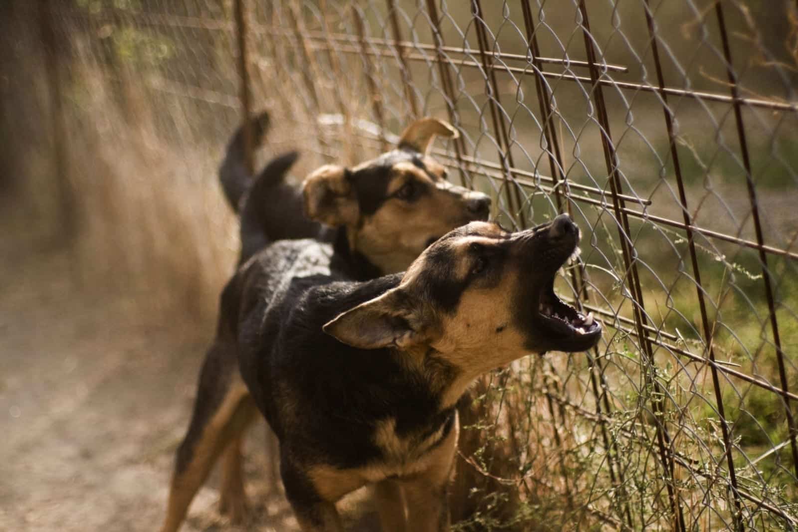 Two Barking Dogs Stock Photo